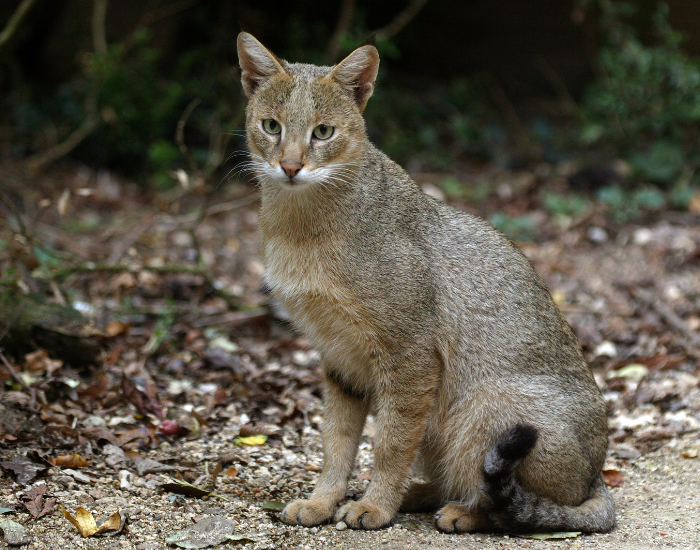 Gatto della giungla.