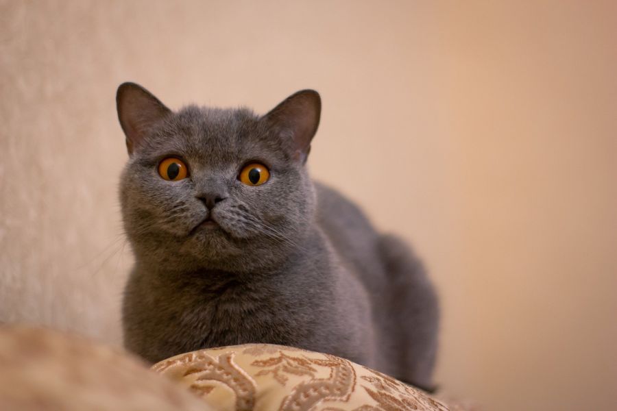British shorthair.