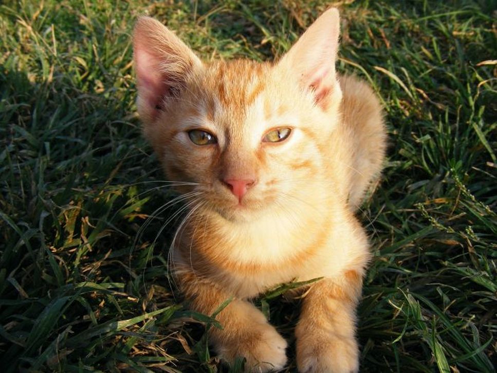Gattino di Ceylon