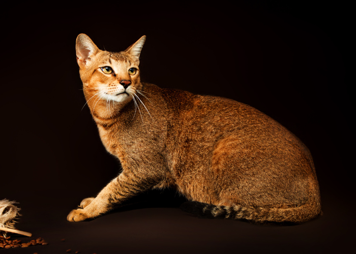 Gatto Chausie.