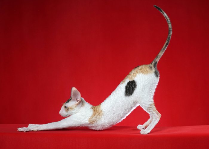  Un Cornish Rex si stiracchia.