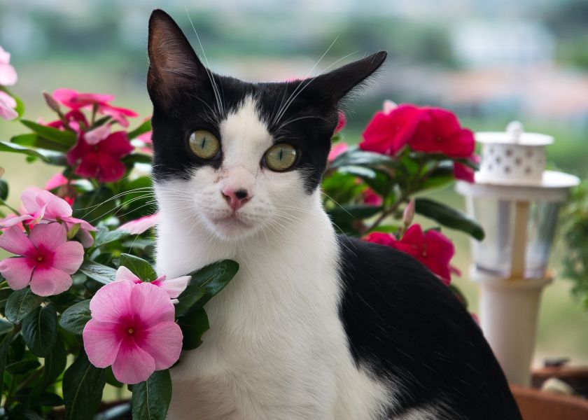 Un bellissimo gatto domestico tra le piante in vaso sicure.