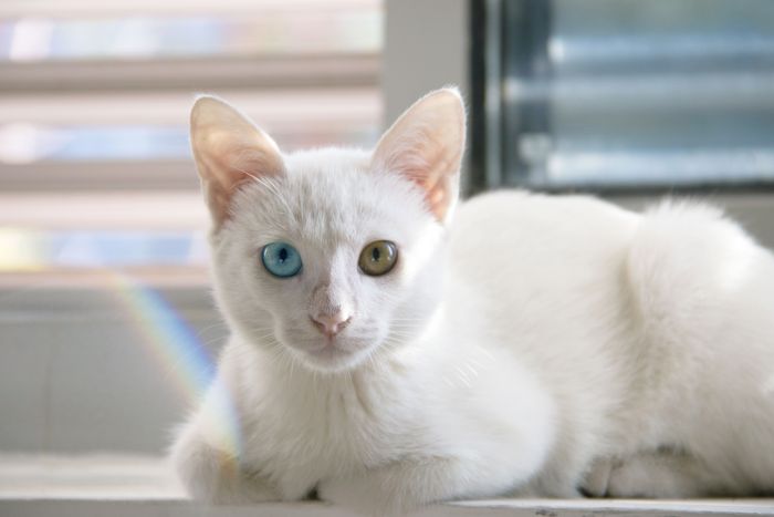 Un gatto khao manee bianco con occhi multicolori giace sul davanzale della finestra.