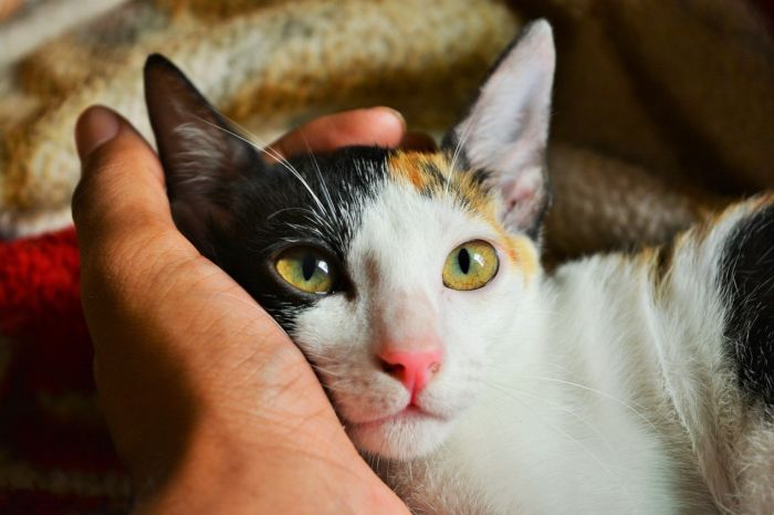 Gatto appoggiato ad una mano.