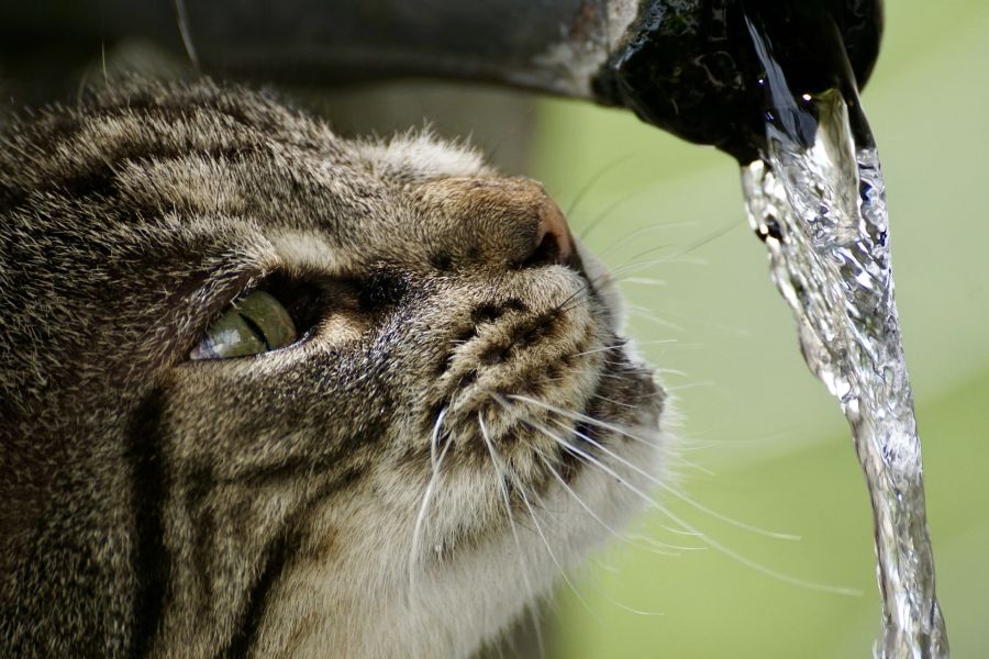 Il gatto beve l'acqua