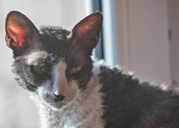 La pelliccia di un gatto Cornish Rex.