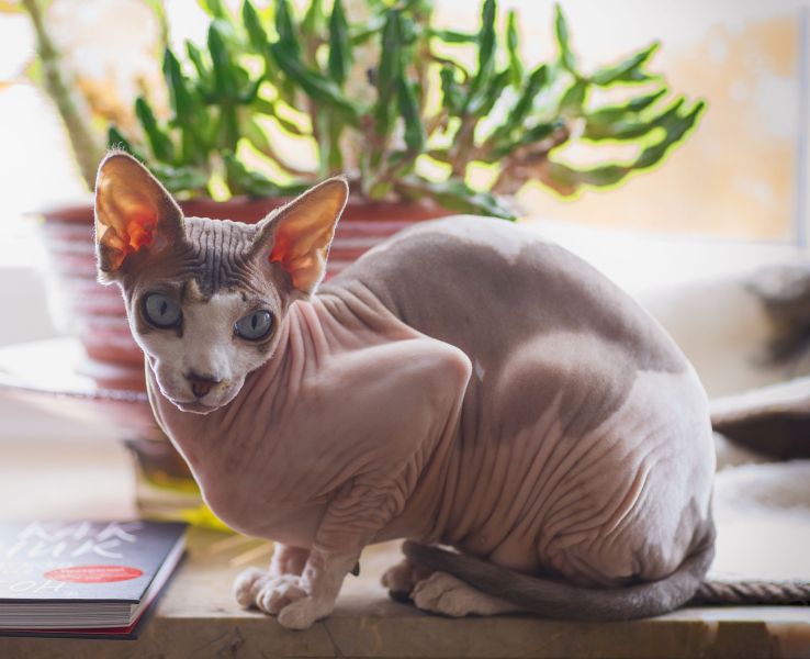 Sphynx con gli occhi azzurri.