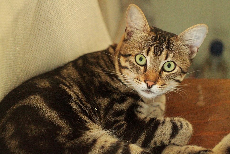 Un gatto toyger adulto sdraiato su un tiragraffi.