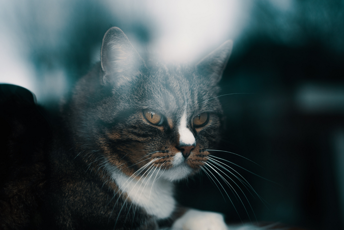 Un gatto che soffre di epilessia.