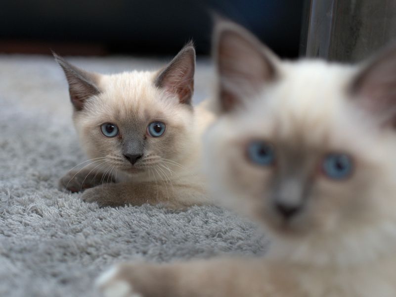 Gattini siamesi dagli occhi azzurri intensi.