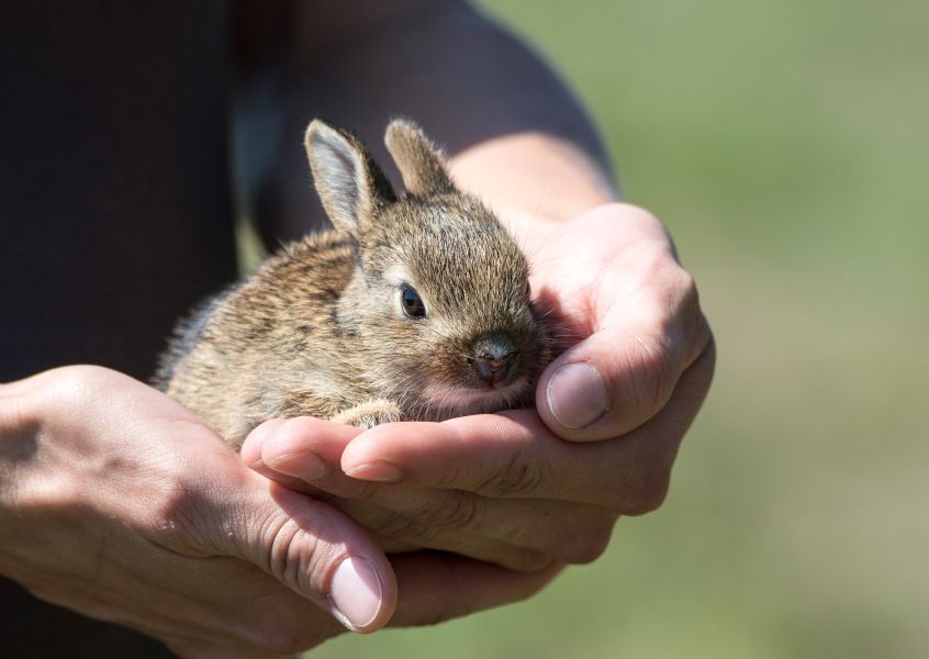 La diarrea in un coniglio in miniatura può essere causata da stress, alimentazione scorretta o mancanza di igiene.