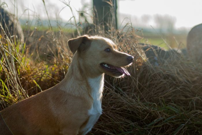 Meticcio nel campo al tramonto