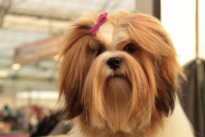 Lhasa Apso adulto con un fiocco sulla pelliccia