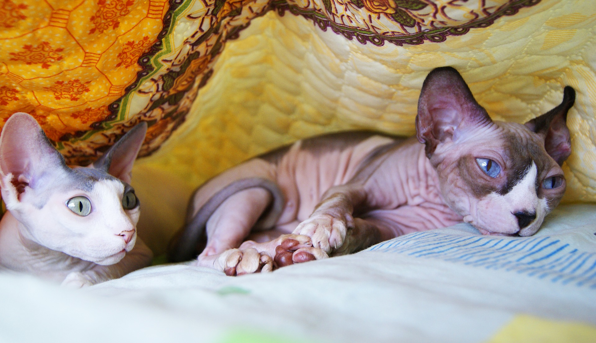 I gatti Sphynx sono desiderosi di giocare e giocare.