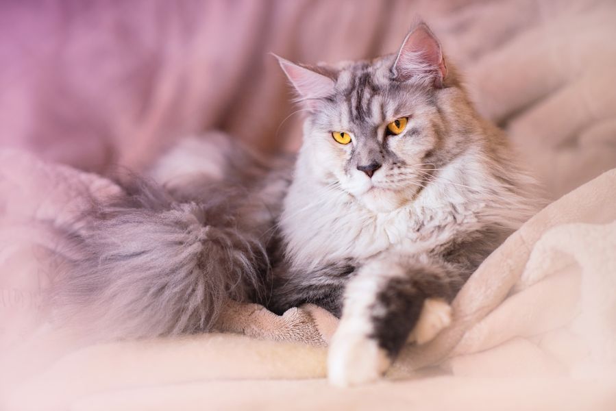 Maine Coon dal colore bianco come la neve. con gli occhi gialli.