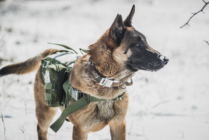 Malinois come cane che lavora nei servizi in uniforme.