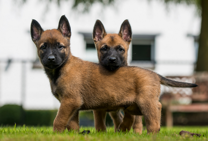 Cuccioli di pastore belga malinois.