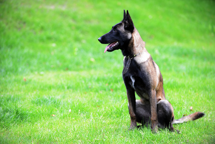Addestramento del cane Malinois.