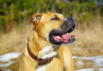 Perro dogo mallorquín