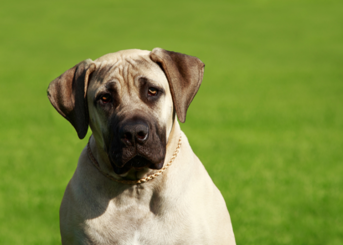 Mastino inglese adulto.