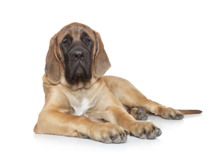 Cucciolo di mastino inglese.