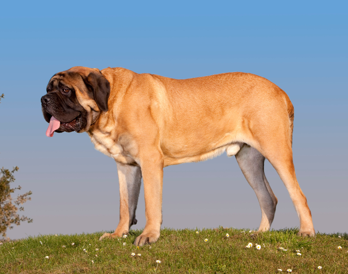 Silhouette di un mastino inglese.