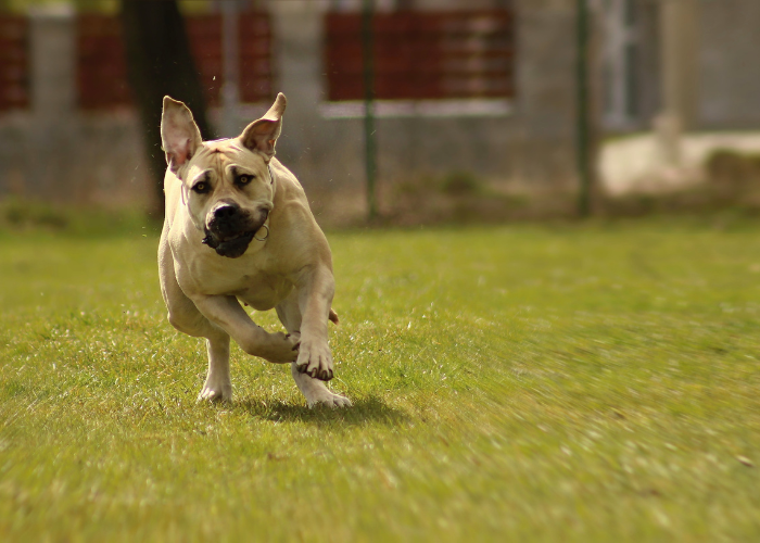 Boerboel che corre.