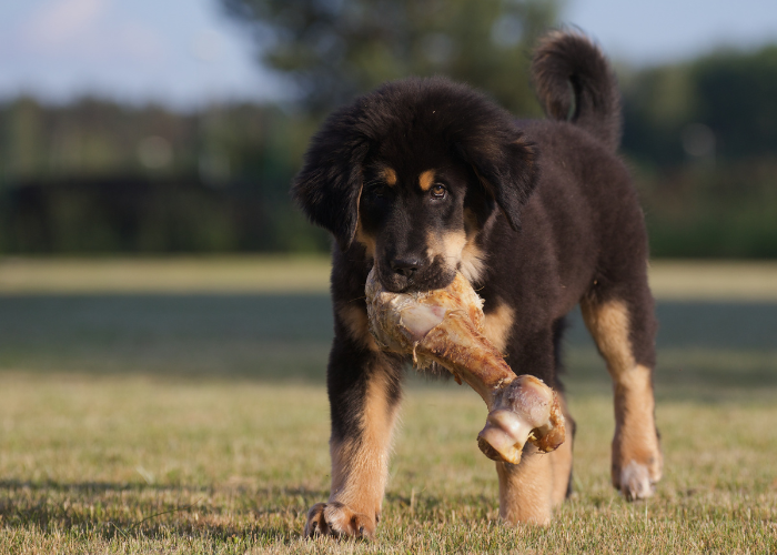 Cucciolo di mastino tibetano.