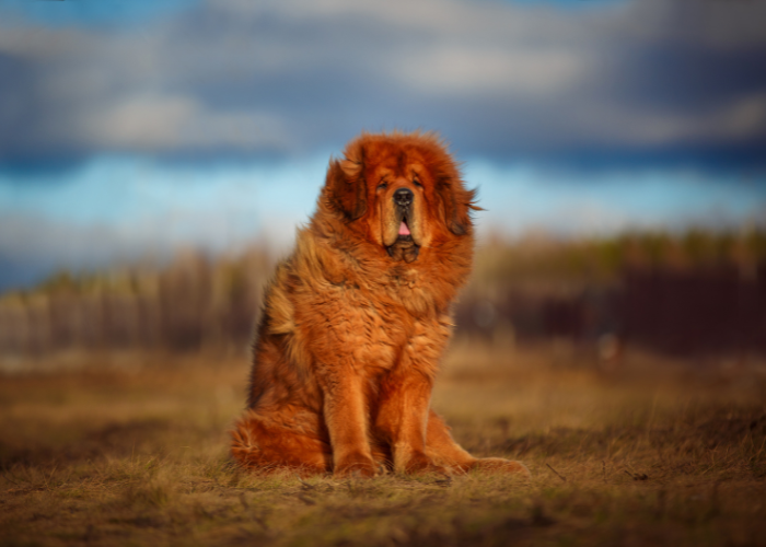 Mastino tibetano rosso.