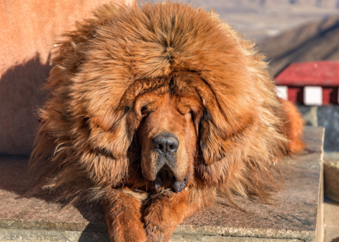 Mastino tibetano rosso.