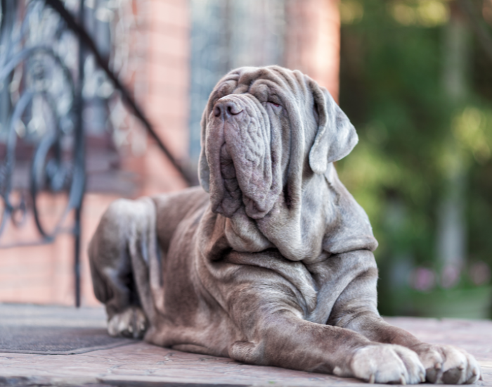 Mastino Napoletano come guardia domestica.