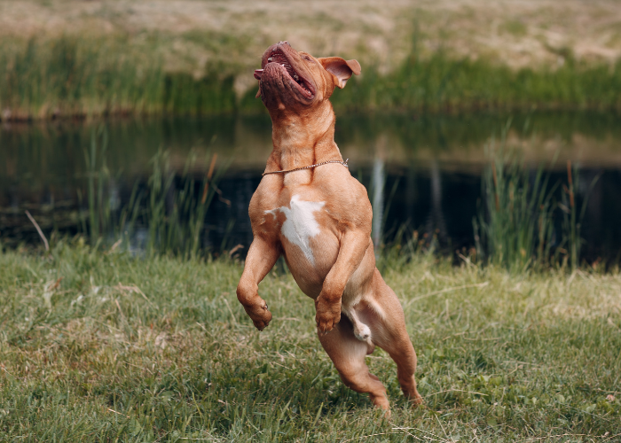 Dogue de Bordeaux con muscoli ben visibili.