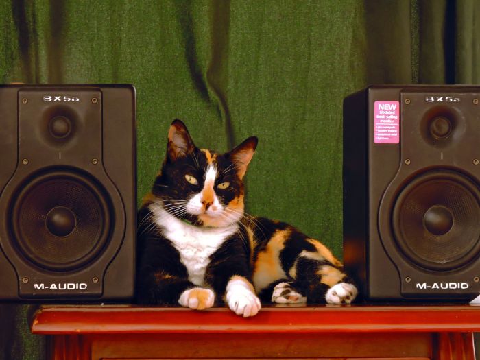Gatto sdraiato tra degli altoparlanti.