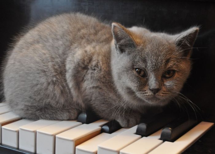 Un british shorthair sdraiato sui tasti del pianoforte.