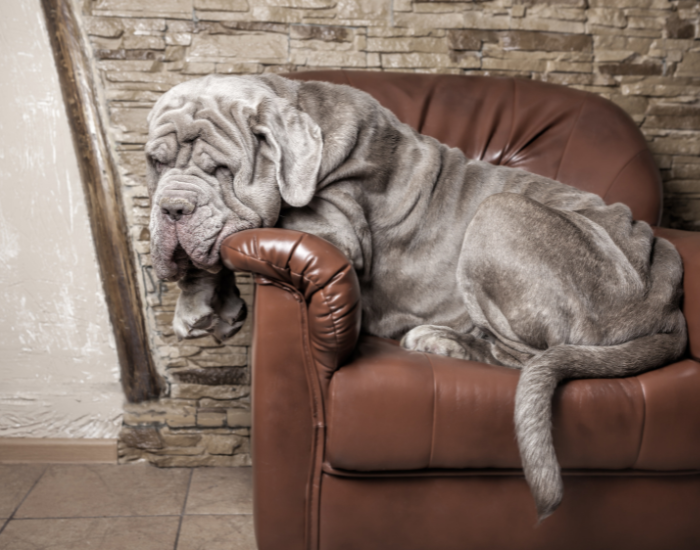 Il mastino napoletano si trova sul divano.