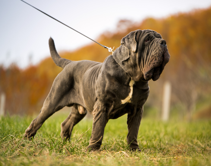 Mastino Napoletano Nero.