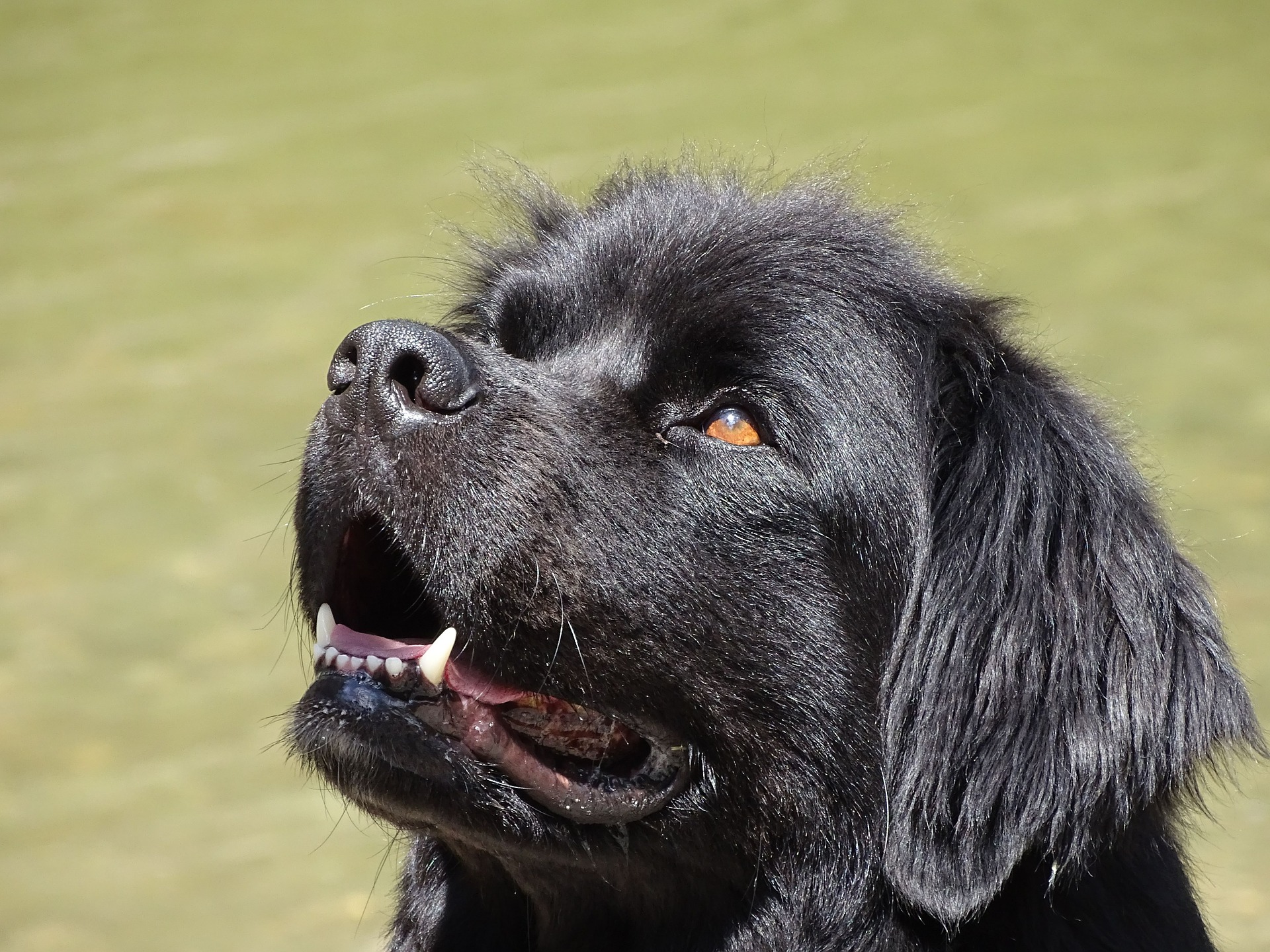 I Terranova sono cani di taglia grande, i cani adulti possono pesare fino a 70-80 kg.
