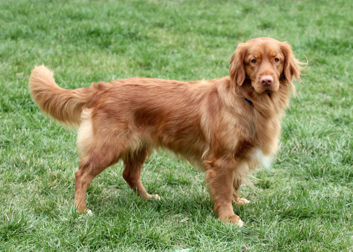 Silhouette del Toller.