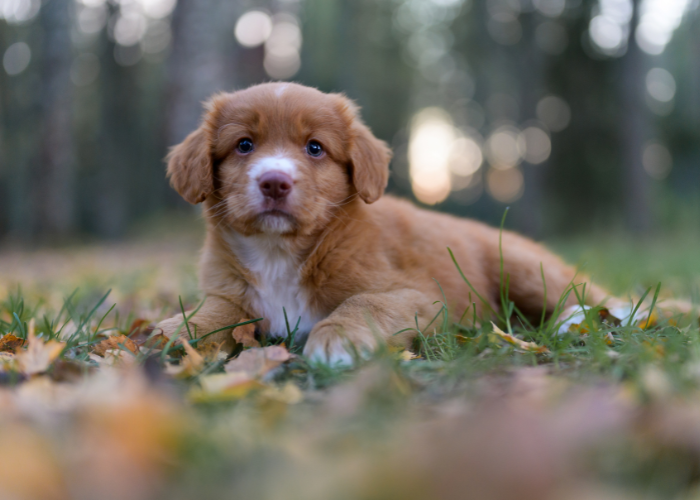 Cucciolo di Duck Tolling Retriever della Nuova Scozia.