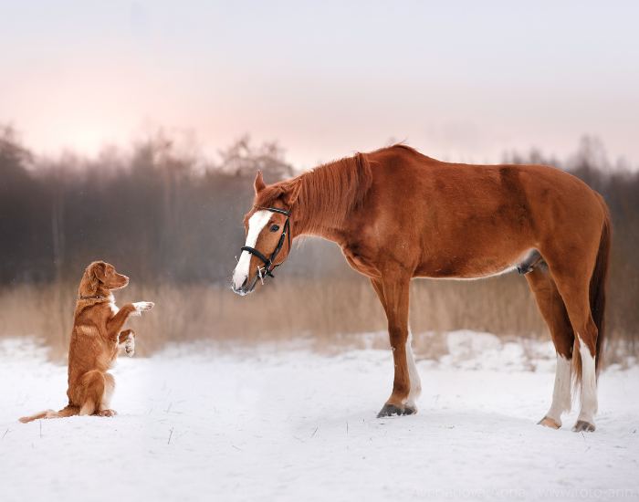 Un Nova Scotia Duck Tolling Retriever sta accanto a un cavallo.