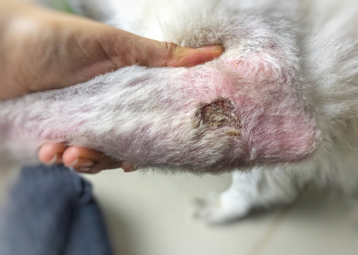Carcinoma a cellule squamose nel cane.