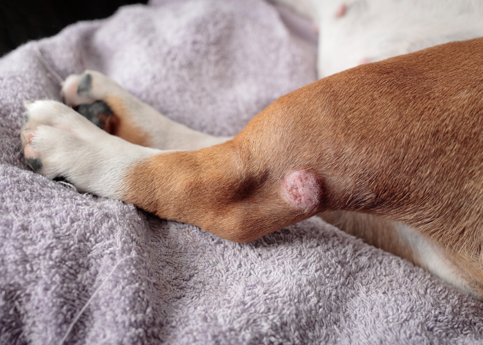 Cancro alla pelle nei cani.