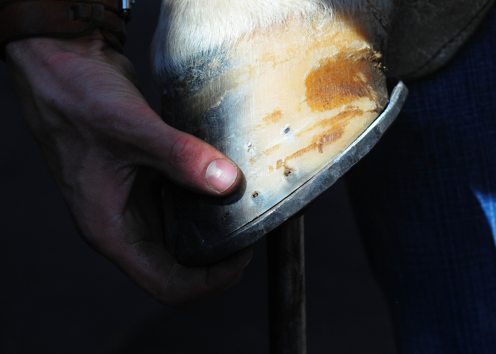 Lo zoccolo di un cavallo.