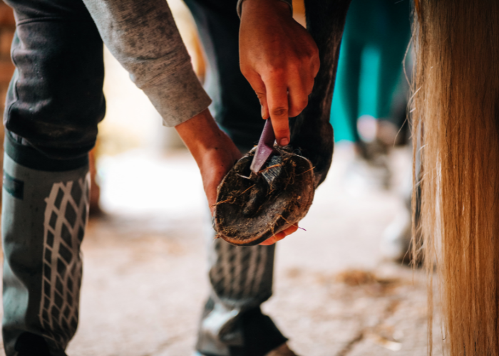 Manutenzione degli zoccoli del cavallo.