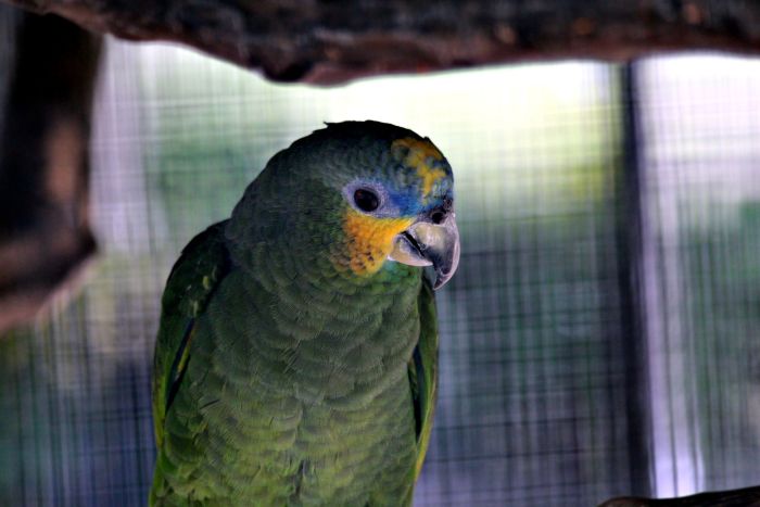 Pappagallo in gabbia