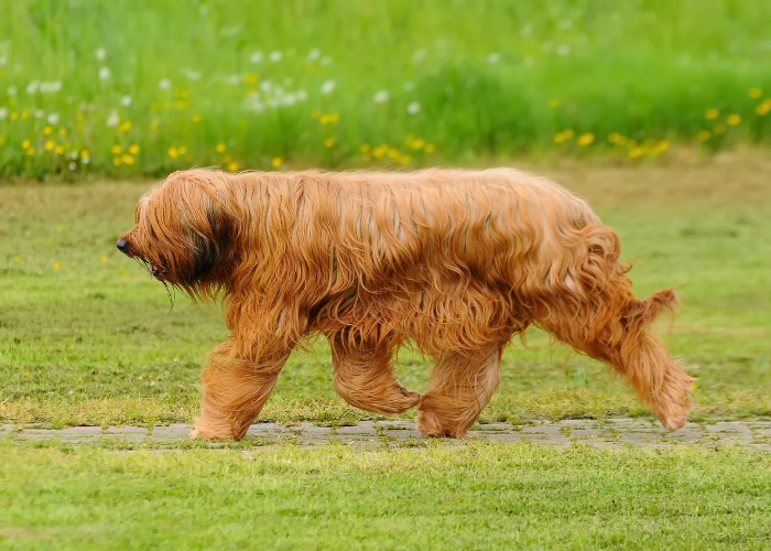 Un briard che corre.