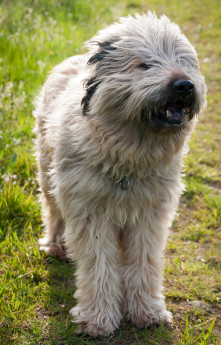 Pastore Catalano a pelo lungo.