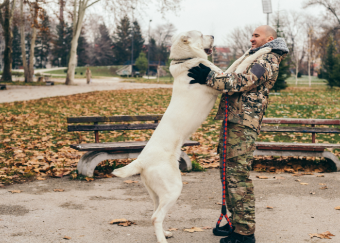 Un pastore dell'Asia centrale adulto raggiunge un'altezza di 70 cm al garrese.