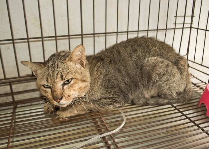 Il gatto sta facendo una flebo.