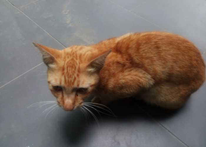 Posizione dolorosa del gatto.